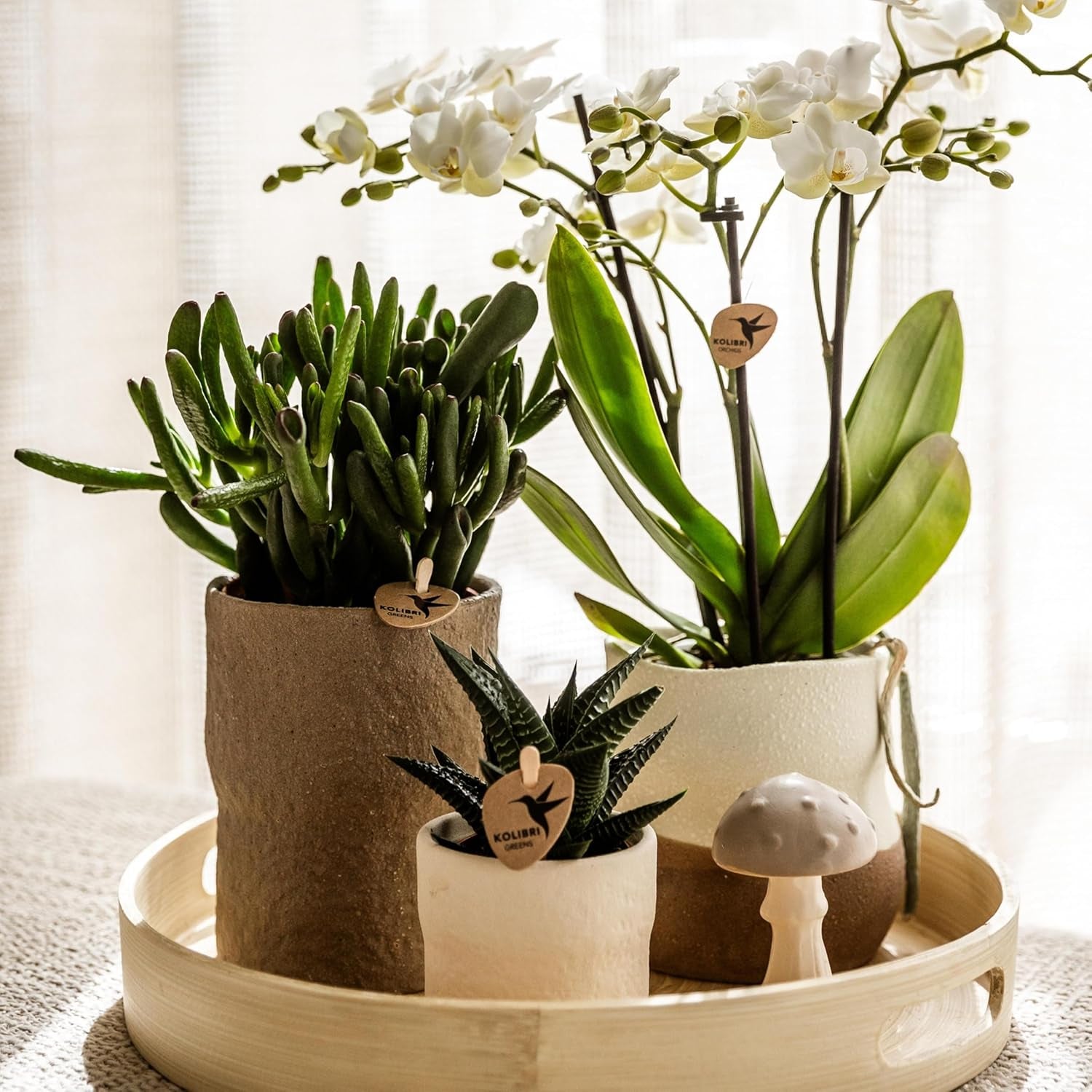 Kolibri Greens | Groene Plant - Sukkulente Crassula Hobbit - Grüne Zimmerpflanze - Frisch Aus Der Gärtnerei - Ø9Cm