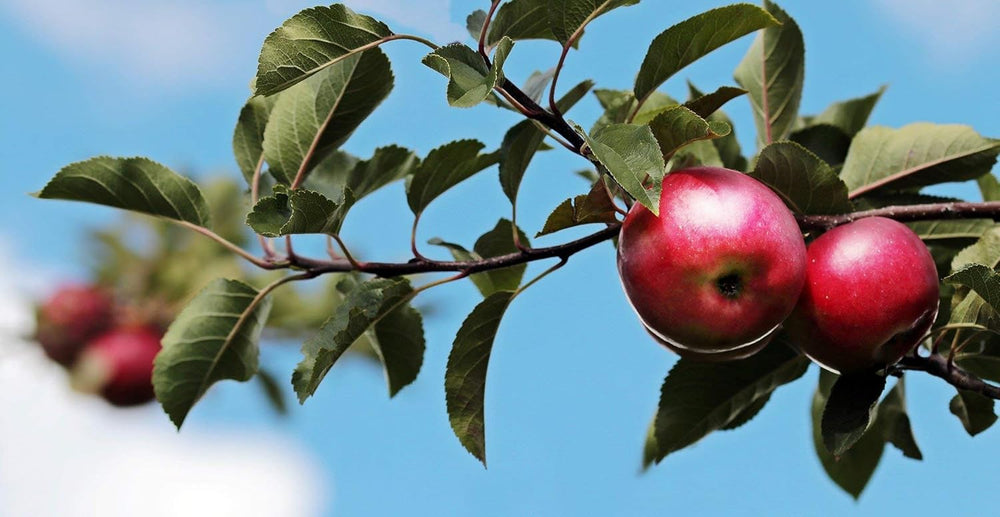 Obstbäume XXL 3Er Set (Apfel Jonagold, Birnenkonferenz Und Süßkirsche Kordia)
