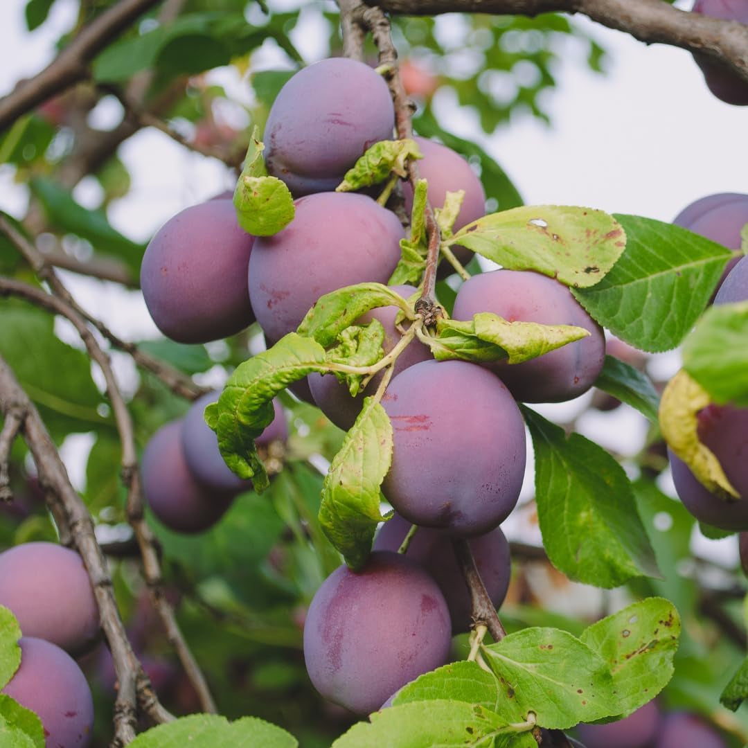 Oberschenkel Pflaumen Von Monaca Von Velletri - Obstpflanze Alte Frucht Auf Blumentopf 20 - Baum Max 170 Cm – 2 Jahre Anbau Italien
