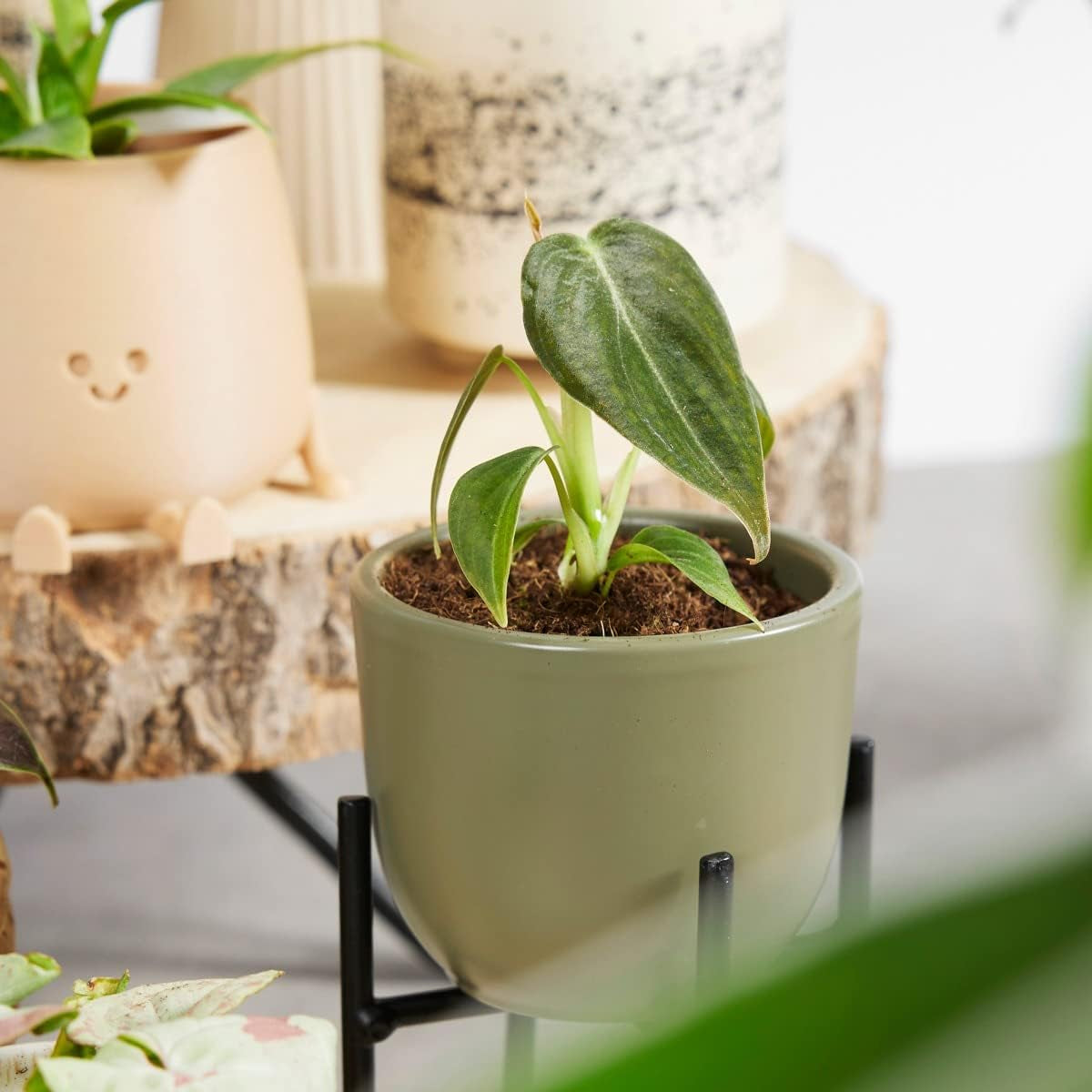 Baby Philodendron Philodendron Melanochrysum - Zimmerpflanze - Echte Pflanzen Für Drinnen - 2Cm Stecklinge - Höhe 10Cm