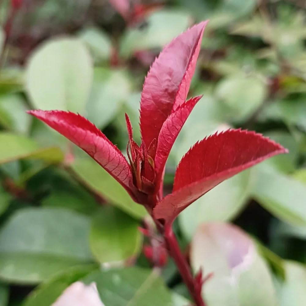 Glanzmispel Red Robin - Exotische Gartendeko Für Draußen Seltene Bodendecker Sträucher Garten Für Sonnige Plätze Outdoor Bio Stauden Winterhart Mehrjährig Schnell Wachsende 500Samen