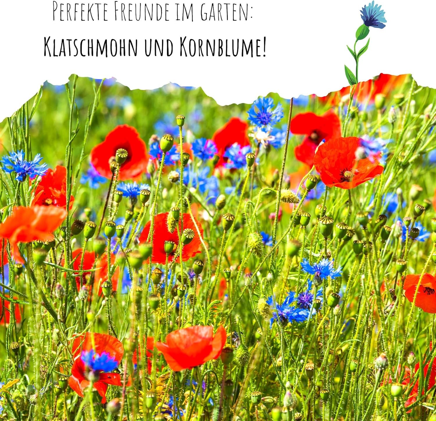 Graines de Centaurea cyanus - Fleurs magnifiques et vibrantes avec une longue période de floraison pour une prairie fleurie colorée (Mélange, 1000 graines, 80 cm)