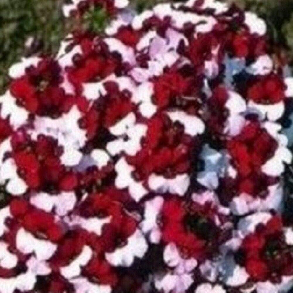 Fresh Seeds – Nemesia – Dänische Flagge – 50 Samen: Nur Samen