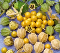 Stk - 35X Ananaskirsch Sunfruit - Samen Beere Physalis Pruinosa Obst KS446 -
