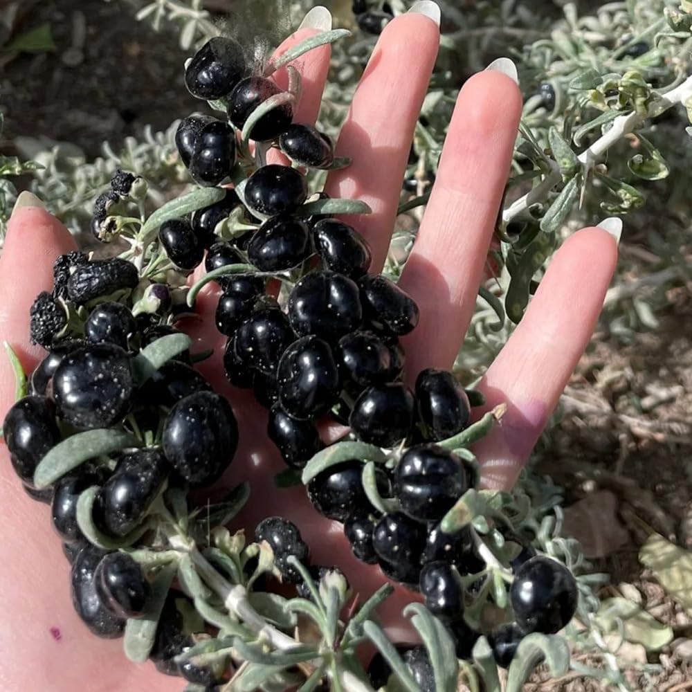 Schwarz Goji Beeren, Wildkräuter Wolfsbeere, Lycium Ruthenicum, Kräuterpflanzen Kräutersamen Exotische Kräutergarten Kräutergarten Seltene 150Samen