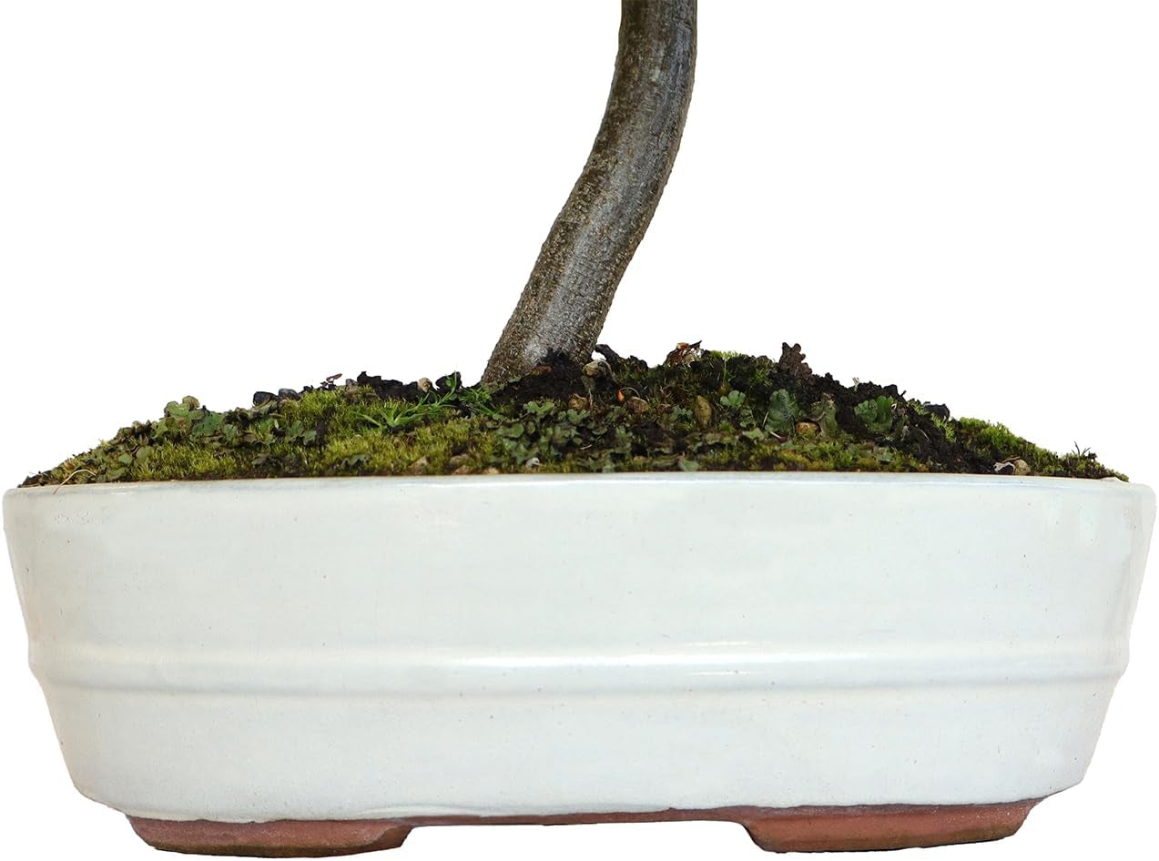 KENTIS - Hainbuche Bonsai - Carpinus Betulus - Echte Zierpflanzen Für Draußen - Garten Balkon Terrasse - H 45/55 Cm Ø 26 Cm