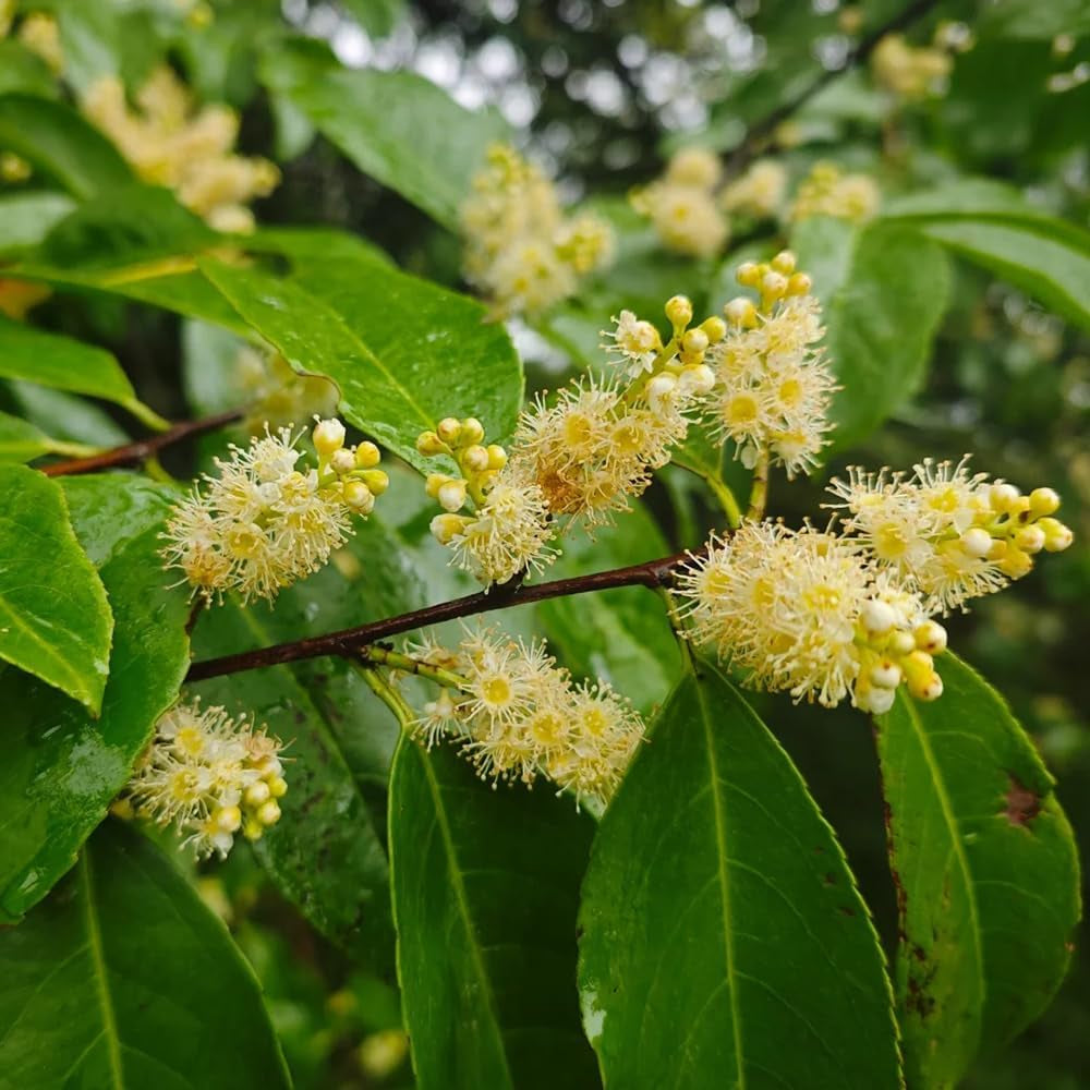 Kirschlorbeer, Prunus Laurocerasus, Pflanzensamen Kirschlorbeer Winterhart, Balkonpflanzen Garten Alte Sorten 200Samen