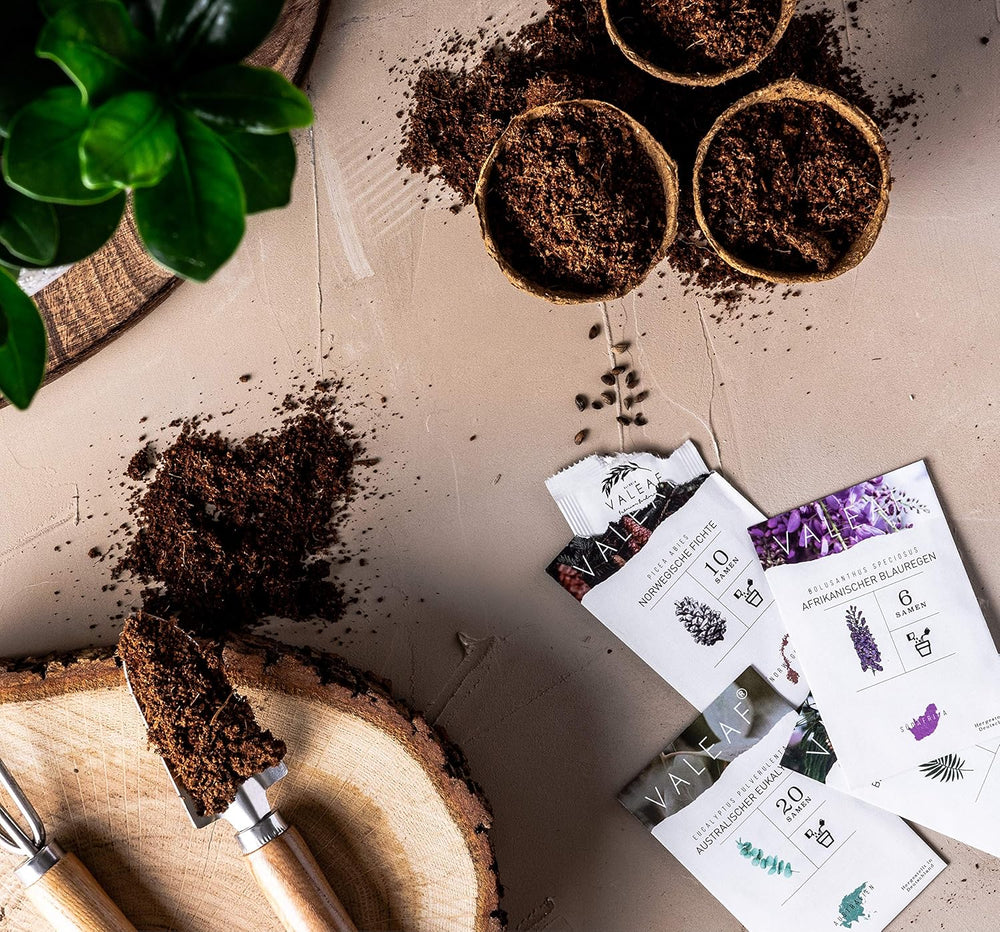 10 graines de bonsaï des 5 continents | Graines d'arbres exotiques pour votre bonsaï unique | Kit de démarrage et passionnés de plantes | Notre coffret bonsaï comme idée cadeau spéciale