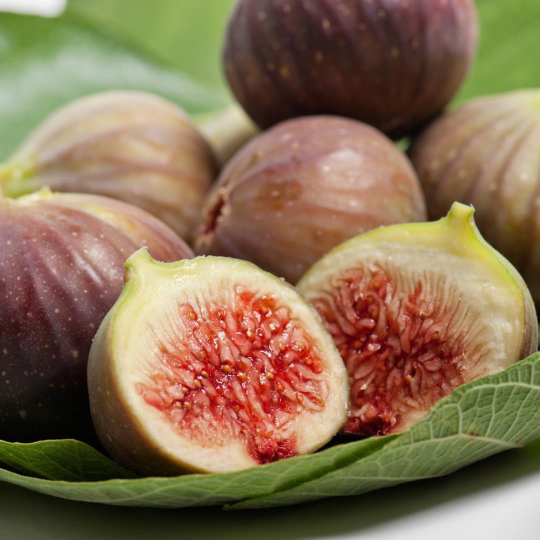 Feigenbaum Verdone – Obstpflanze Alte Sorte Topf Ø 20 Cm Höhe 150-170 Cm – Alter: 2 Jahre - Italienische Baumschule