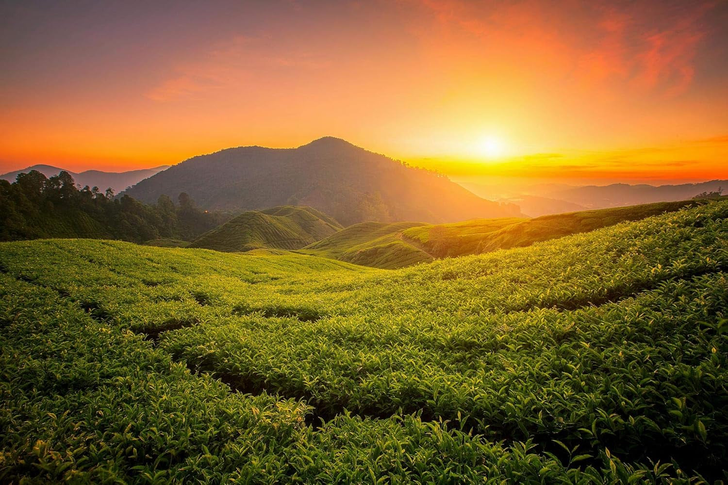 Sencha Ceai verde din Japonia, cultivat sub soarele primăverii | Recoltat în mai 2024 | Ceai de cea mai bună calitate, direct din plantații premiate | Ideal pentru toți iubitorii de ceai și ca cadou (100 g)