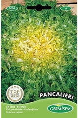 Endivie PANCALIÈRE EC2004 Mehrfarbig