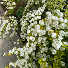 Spiraea, Spiraea Salicifolia, Garten Geschenke Für Frauen Steingartenpflanzen Gartenpflanzen Winterhart Mehrjährig Wildblumensamen Gartenarbeit 150Samen