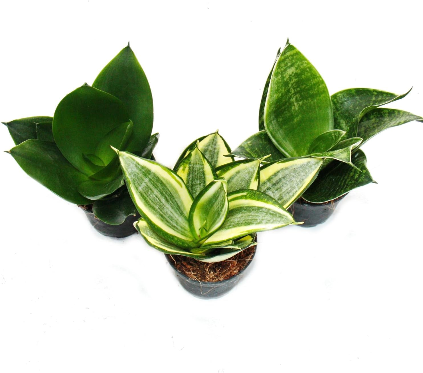 Exotenherz - Sansevieria Trifaciata Hahnii - 3 Versch. Pflanzen Im 5,5Cm Topf - Bogenhanf, Schwiegermutterzunge