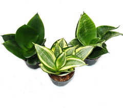 Exotenherz - Sansevieria Trifaciata Hahnii - 3 Versch. Pflanzen Im 5,5Cm Topf - Bogenhanf, Schwiegermutterzunge