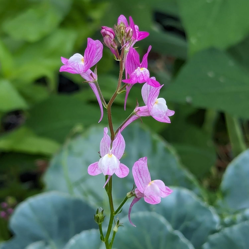 Lin marocain (Linaria maroccana) env. 2000 graines de fleur annuelle d'été, fleur coupée à longue floraison