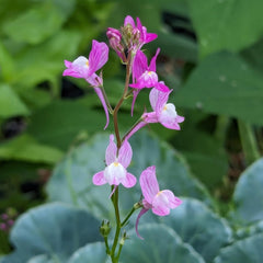 Lin marocain (Linaria maroccana) env. 2000 graines de fleur annuelle d'été, fleur coupée à longue floraison