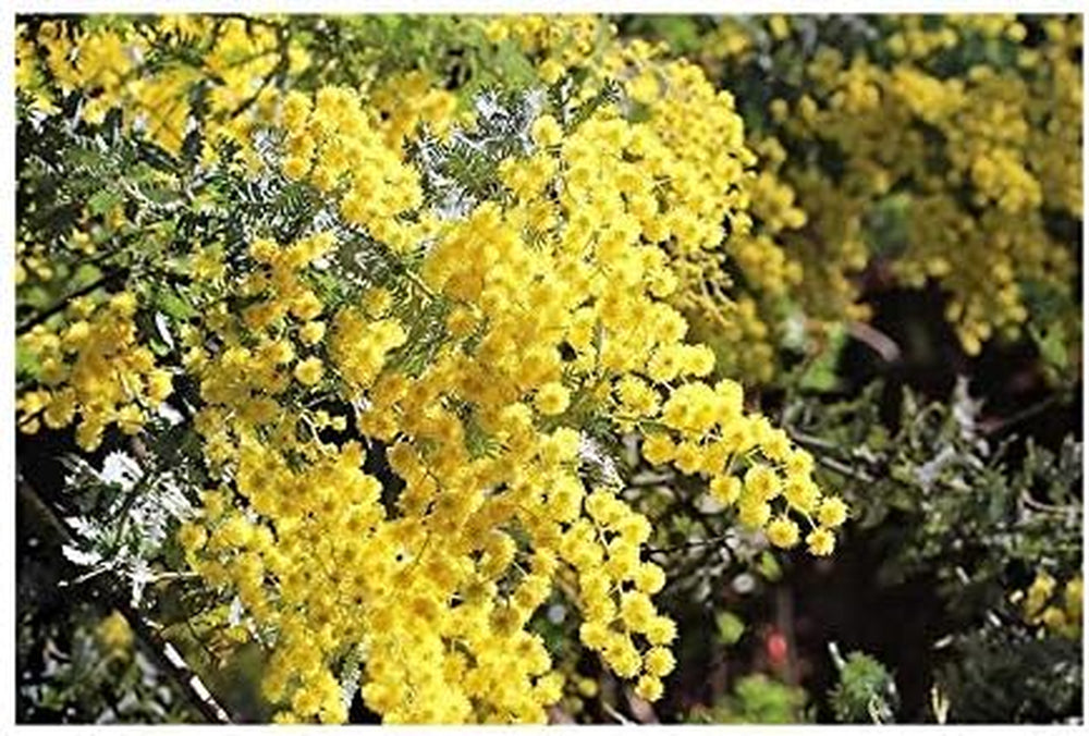 Stk - 20X Acacia Senegal Akazie Gummiarabikum Baum Pflanzen - Samen ID51 -