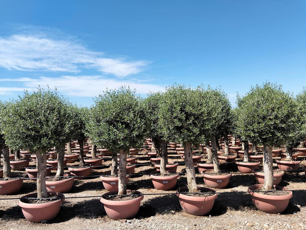Sunny Tree Olivenbaum Olive '25 Jahre' 160 Cm, A+ Qualität, Winterhart, Olea Lechin Winterhart -18