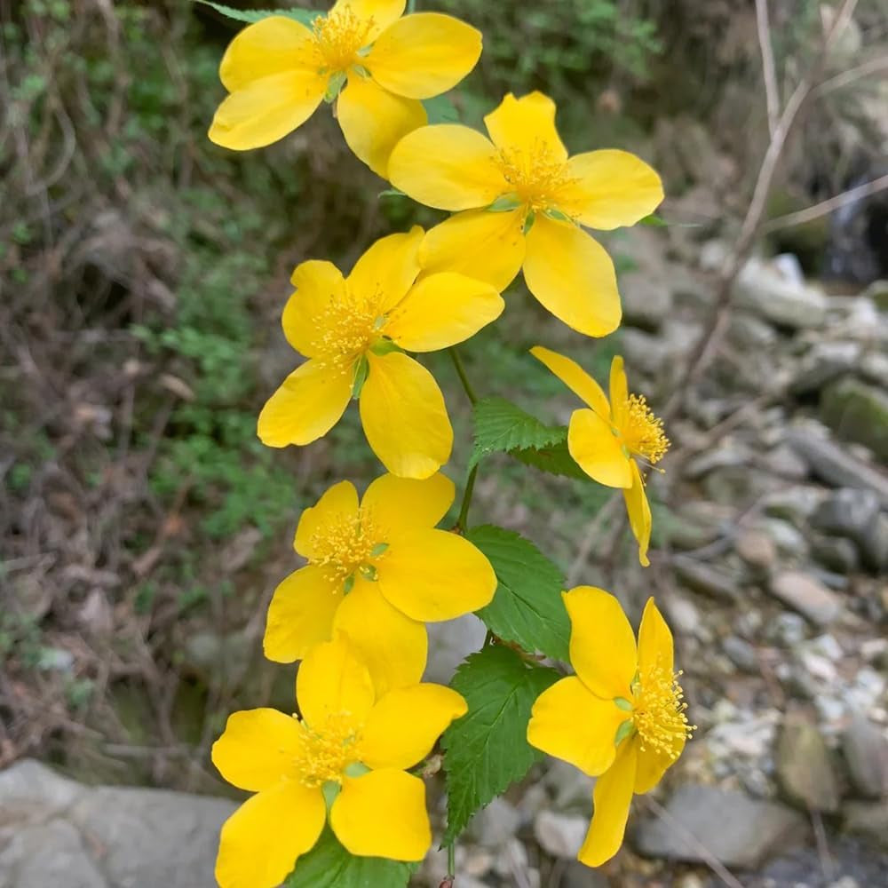 Ranunkelstrauch, Herbstblumen Winterhart Hecken Schnittblumen Steingartenpflanzen Winterhart Gartendeko Für Draußen Balkonpflanzen 300Samen