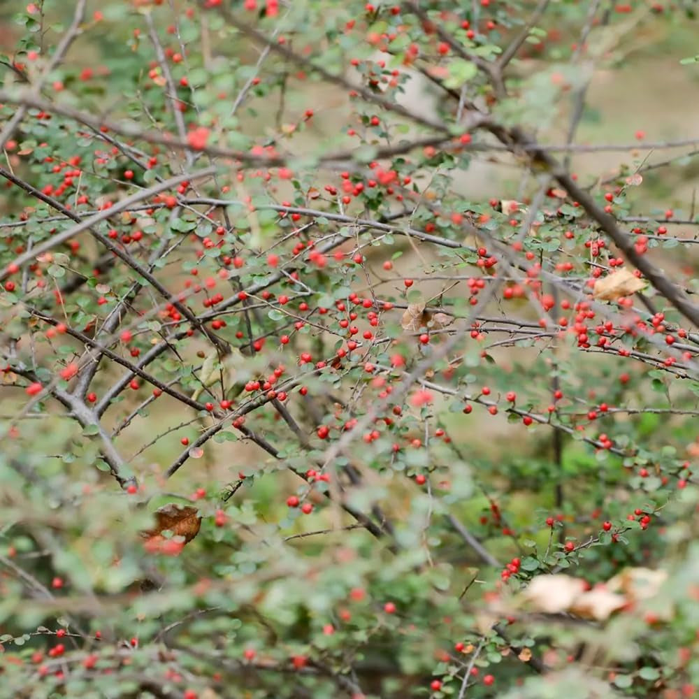 Teppichmispel, Zwergmispel, Bodendecker Cotoneaster Dammeri, Baumsamen Sträucher Garten Blumensamen Gastgeschenk Balkonpflanzen Seltene 150Samen