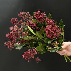 Skimmia - Wohnzimmer Deko Skimmia Japonica - Balkonpflanzen Winterhart Mehrjährig Für Draußen Winterhart Sträucher Bonsai 300Samen