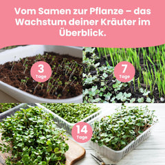 LERAVA Kräutersamen Set – 12 Sorten: Basilicum Samen, Parsilie Samen, Coriandre, Origan & plus – Saatgut für frische Kräuter im Garten oder Topf, Premium Samen für Küche & Balkon - Samen set, graines