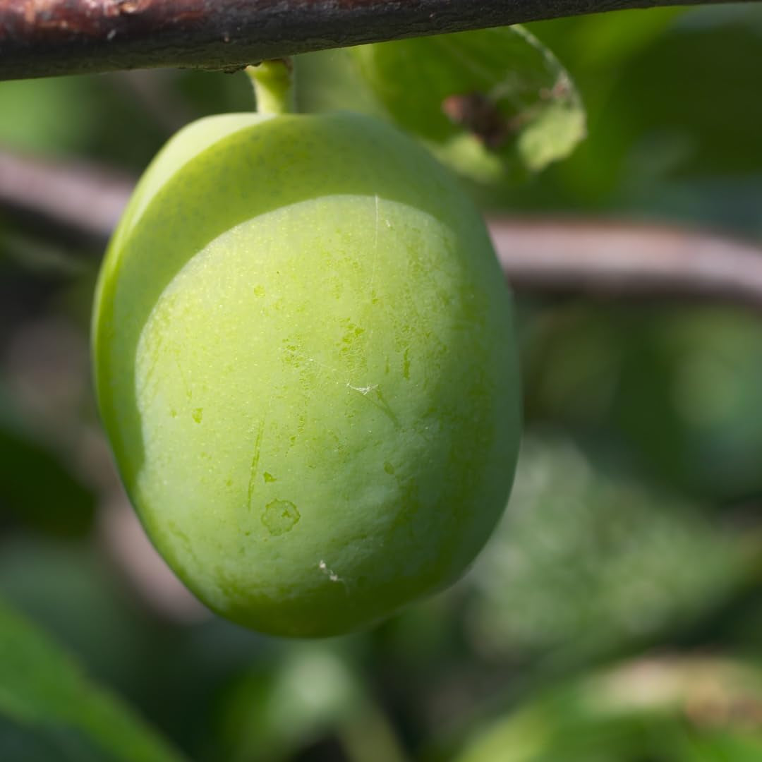 Regina Pflaumen Claudia Verde - Obstpflanze Alte Frucht Auf Blumentopf 20 - Baum Max 170 Cm – 2 Jahre Anbau Italien
