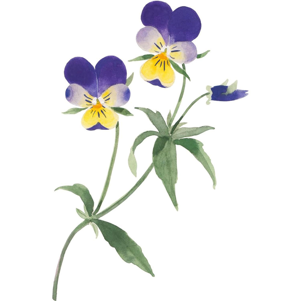 WELEDA Beurre Corporel Skin Food Bio, Crème de soin corps unisexe pour le soin des peaux sèches et rugueuses, 150 ml Douche et bain Naty Shop