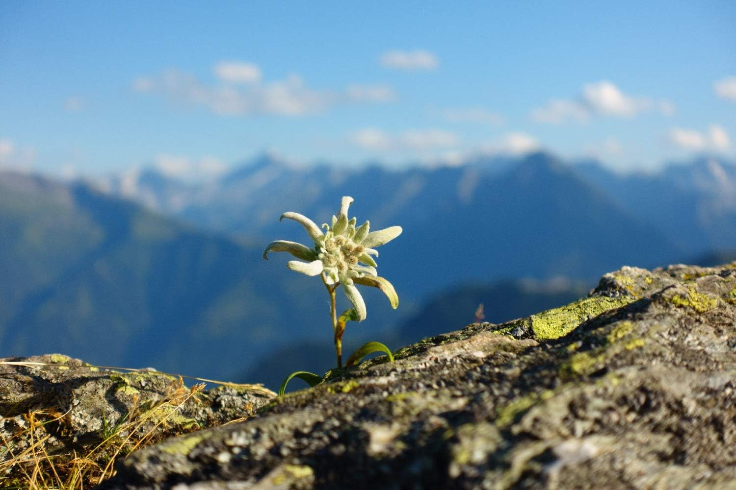 SAFLAX - Heilpflanzen - Edelweiss - 500 Samen - Leontopodium Alpinum