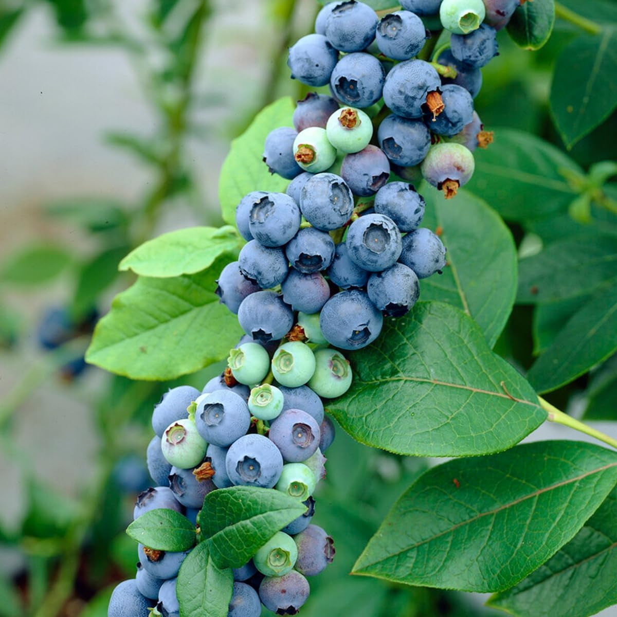 Bloomique - 2X Vaccinium Corymbosum 'Goldtraube' - Blaubeerpflanze - Obstpflanzen - Gartenpflanzen - Winterhart - ⌀14 Cm - Höhe 60-70 Cm
