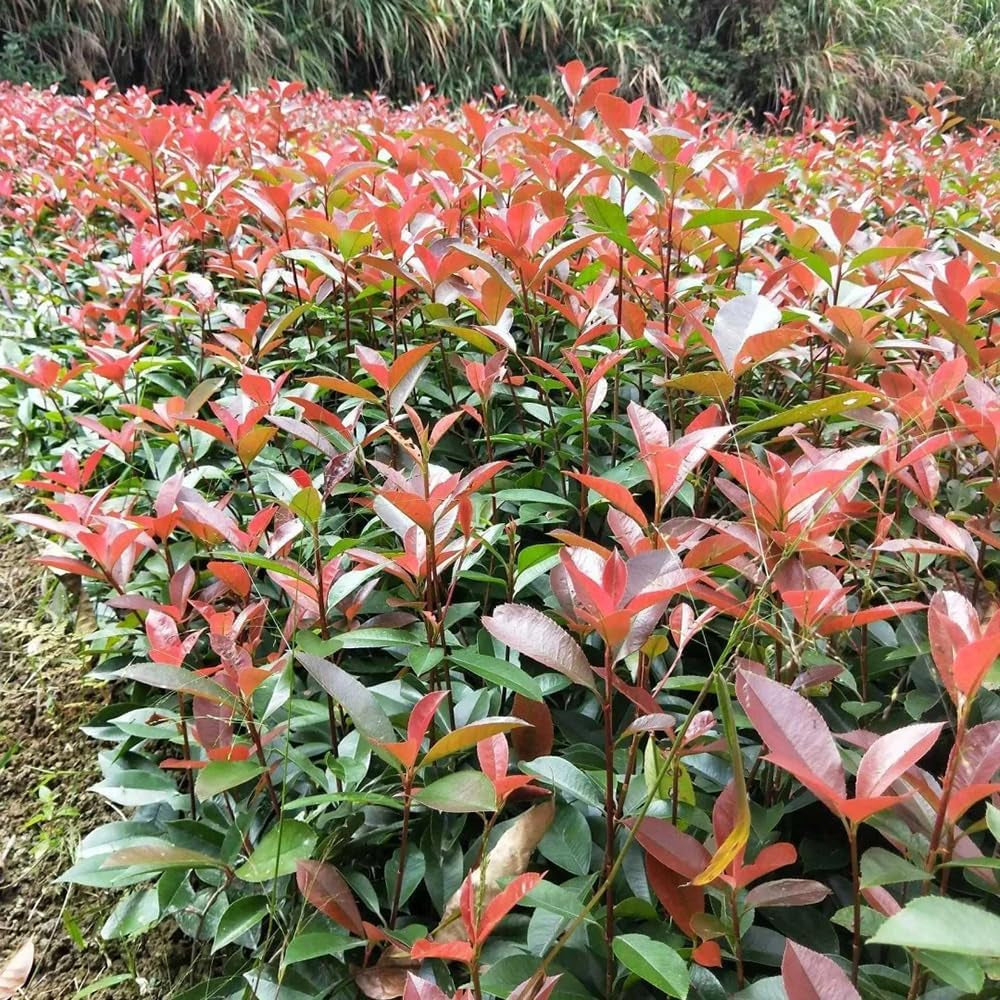 Glanzmispel Red Robin - Gartendeko Für Draußen Stauden Winterhart Mehrjährig Sträucher Garten Schnell Wachsende Sträucher Balkonpflanzen Für Sonnige Plätze Bio 200Samen