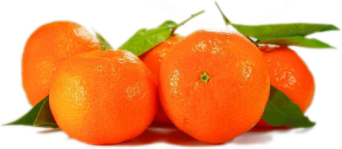 Citrus Sinensis – Orangenbaum (80-100 Cm) – Echte Orange – Apfelsine – Zitruspflanze Für Den Garten Oder Balkon – Frische, Vitaminreiche Früchte – Einfach Zu Pflegen – Ideal Für Sonnige Standorte