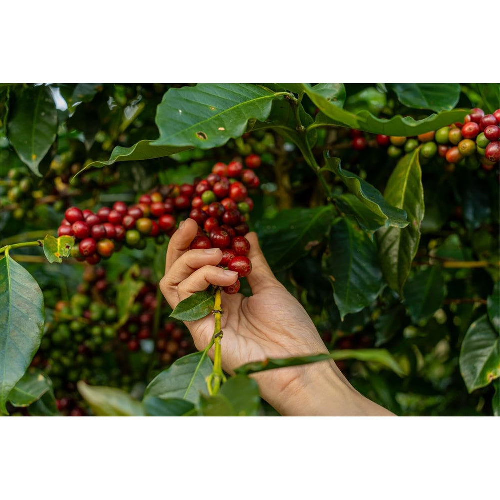 Koffie segafredo intermezzo os 1000gr | Zak a 1000 grammes | 8 pièces