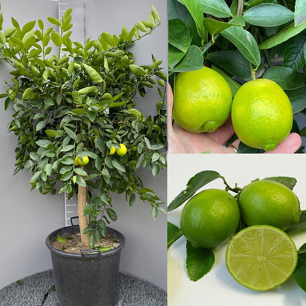 SAVINI VIVAI Zitruspflanze Tahiti-Limette Im 20 Cm Topf, Höhe 70 Cm, 2-3 Jahre Veredelung, Hergestellt in Italien