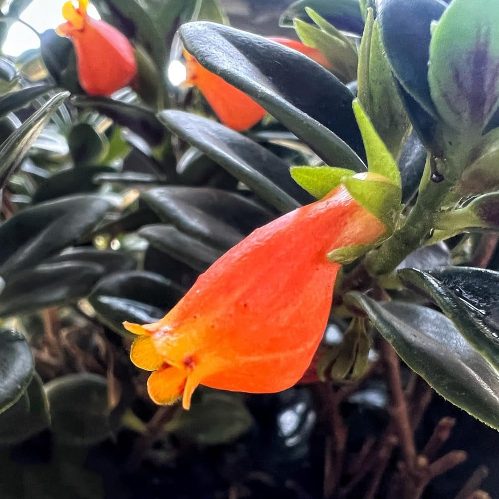 Goldfish Chlorophytum, Seltene Winterharte Balkonpflanzen Stauden Winterhart Mehrjährig Wohnzimmer Deko, Zaun Deko Bio 75Samen