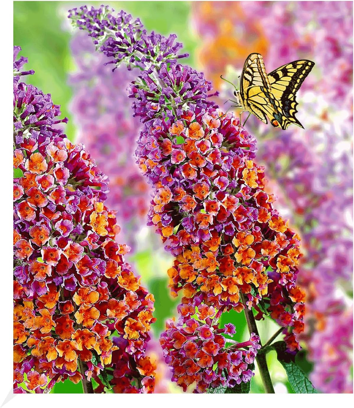 BALDUR Garten Flieder-Hecke, 1 Pflanze, Edelflieder Fliedertraum Blüten-Hecke, Sichtschutz, Syringa Vulgaris, Winterhart & Anspruchslos, Schnittblume, Blühend