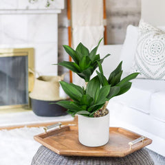 Groß Sukkulenten Künstliche Pflanzen Deko Im Topf 37Cm, 3 Stück Agave Pflanze Faux Sukkulente Kunstpflanze Im Topf Keramik, Sukkulente Topfpflanzen Deko Aloe Yucca Vera Für Haus Büro Küche Desktop#2