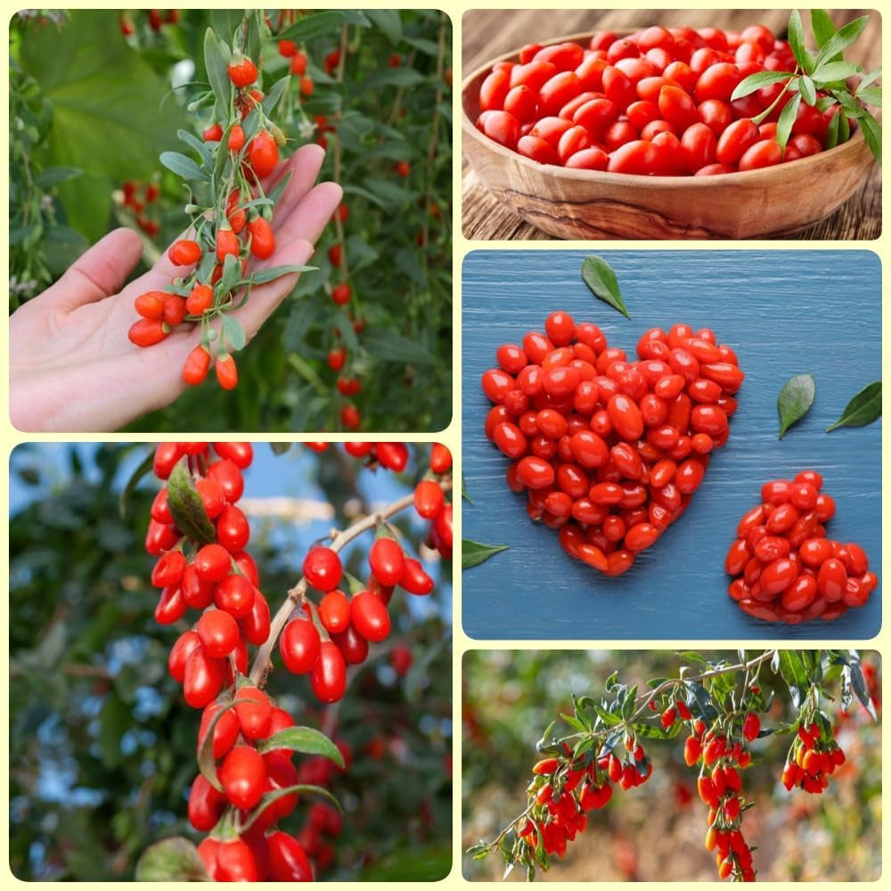 Goji Beeren, Wolfsbeeren, Lycium Chinense, Zimmerpflanzen Mehrjährig Winterhart Bodendecker Gartenkräuter Gojibeeren 150Samen