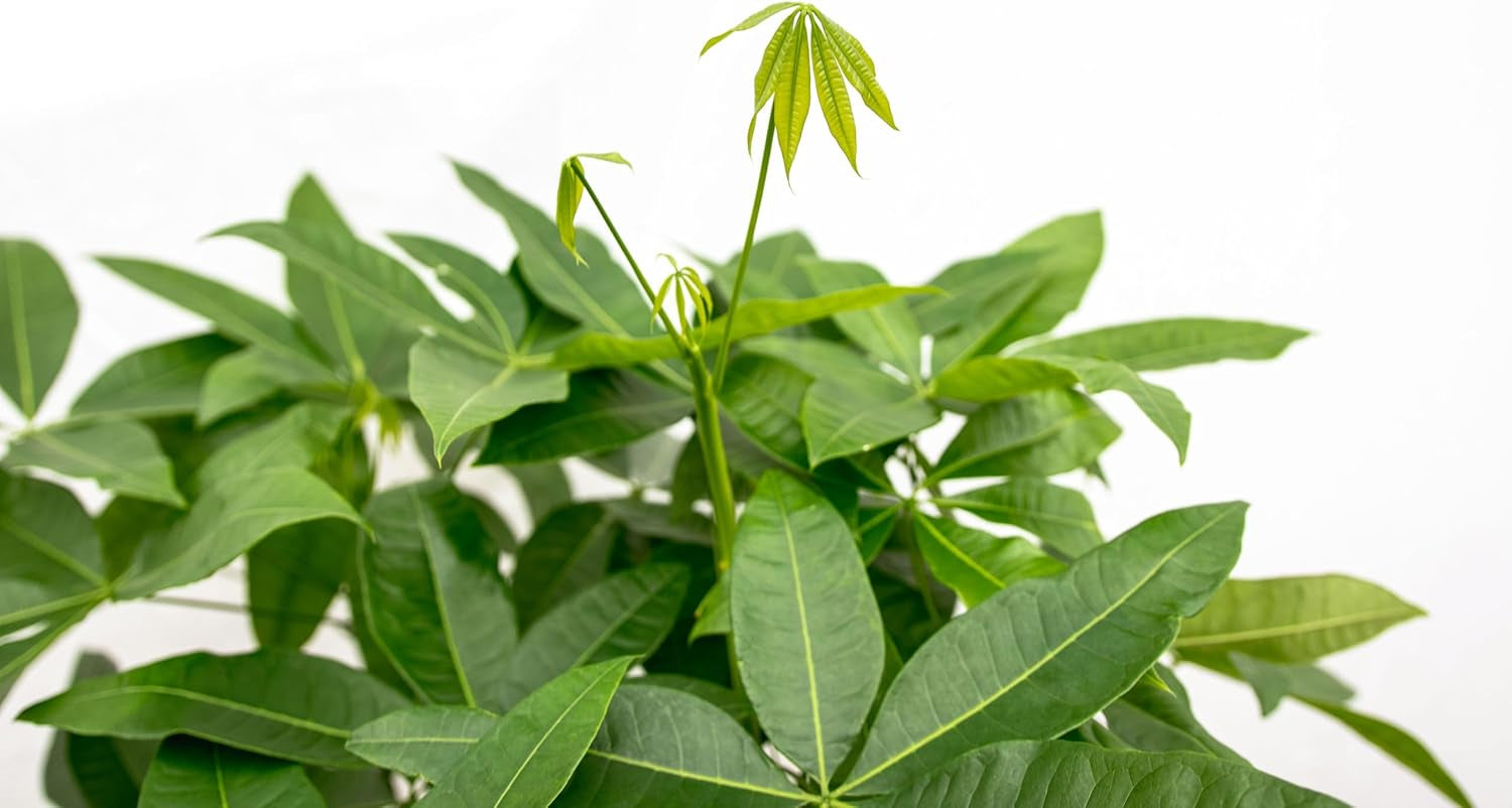Trendyplants - Pachira Aquatica - Geldbaum - Zimmerpflanze - Höhe 160-180 Cm - Topfgröße Ø27Cm