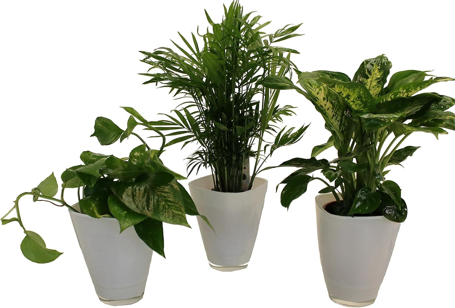 , Zimmerpflanzen Tropic-Trio, Efeutute, Zimmerpalme Und Dieffenbachia