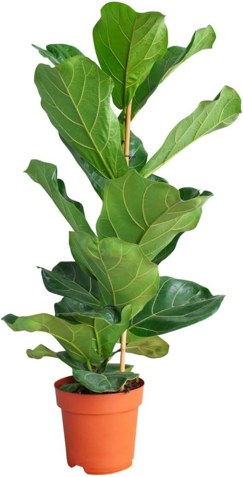 Ficus Lyrata (Feigen) - Zimmerpflanzen, Pflanzen Echt, Nachhaltige Verpackung Geigen-Feige- 21Cm Topf - Höhe 110Cm - Direkt Von Der Gärtnerei