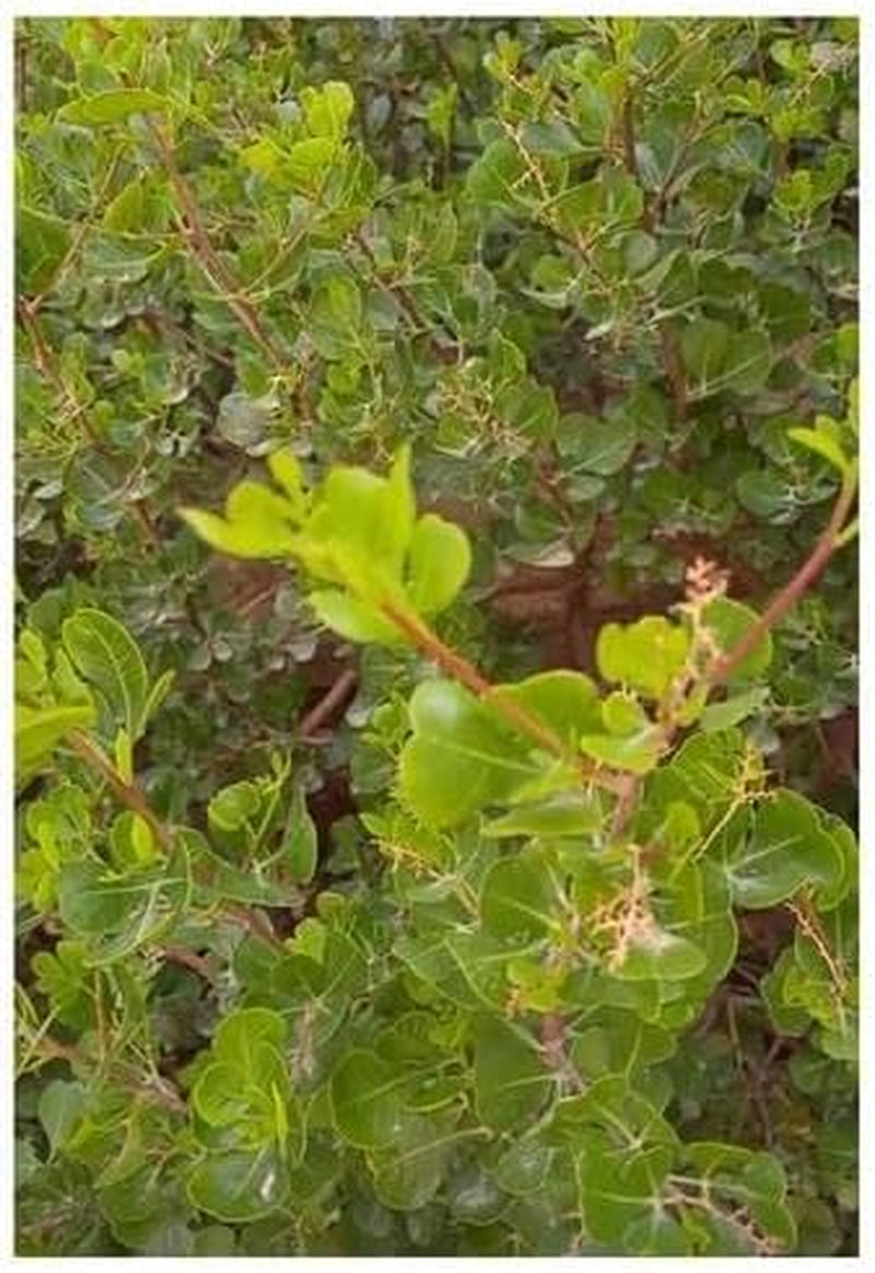 Stk - 10X Rhus Glauca Blaue Kuni-Rhus Strauch Garten Pflanzen - Samen ID1549 -