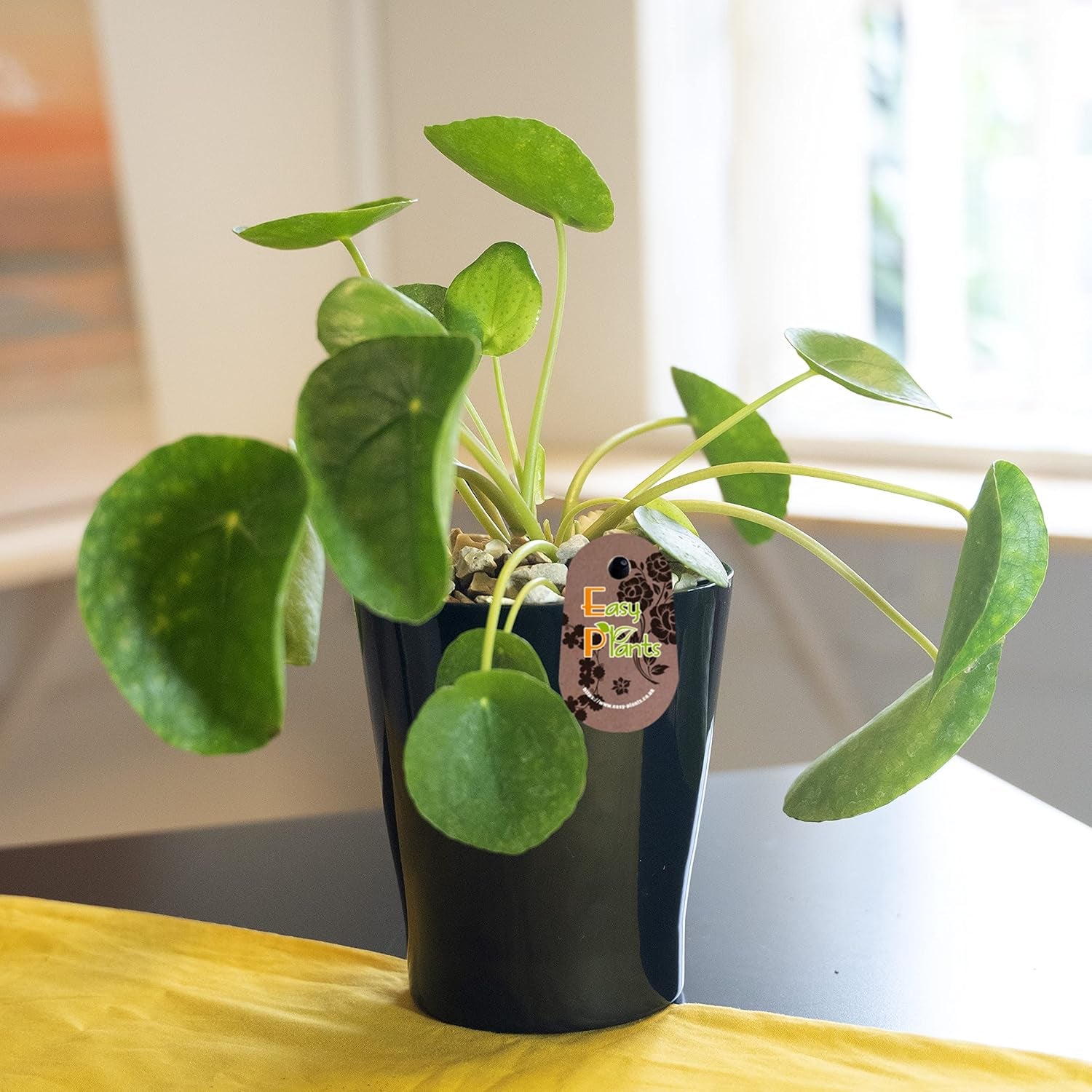 Chinesische Geldpflanze (Pilea Peperomioids) Für Den Innenbereich, Moderne Zimmerpflanze in Schwarzem Keramiktopf