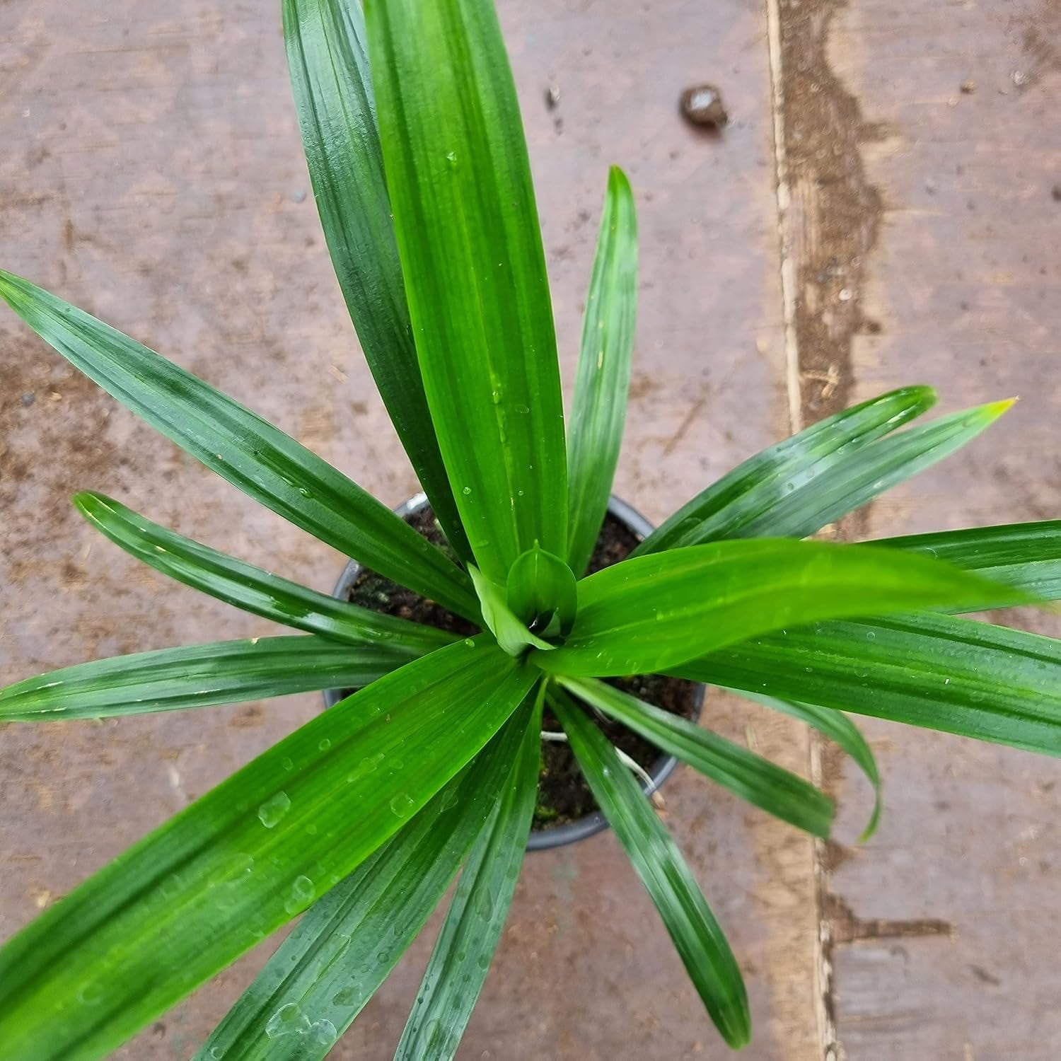 1 Gesunde Pandanpalme | Pandanus Amaryllifolius | Southasian Pandan | Essbare Blätter | Aus Stecklingen Gezogen | Selten | 20-30Cm Höhe | Schraubenbaum | Annapoorna | Wangi | Rampe