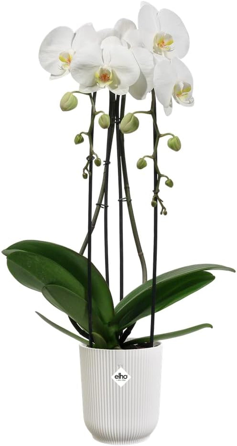 elho Vibes Fold Orchid High 12,5 cm - Pots d'orchidées d'intérieur - Pots de fleurs d'intérieur - Plastique 100% recyclé - Blanc/Blanc soyeux