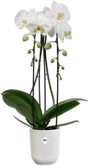 elho Vibes Fold Orchid High 12,5 cm - Pots d'orchidées d'intérieur - Pots de fleurs d'intérieur - Plastique 100% recyclé - Blanc/Blanc soyeux