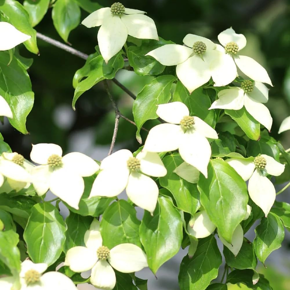 Hartriegelsamen, Cornus Kousa, Sträucher Winterhart Für Draußen Winterhart Wildblumensamen 100Pcs