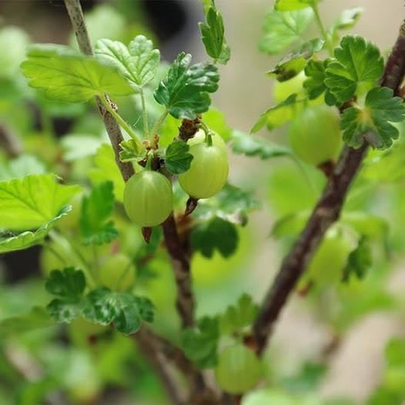 Gelbe Stachelbeere - Obstpflanze Auf Blumentopf 20 - Baum – 2 Jahre Anbau Italien