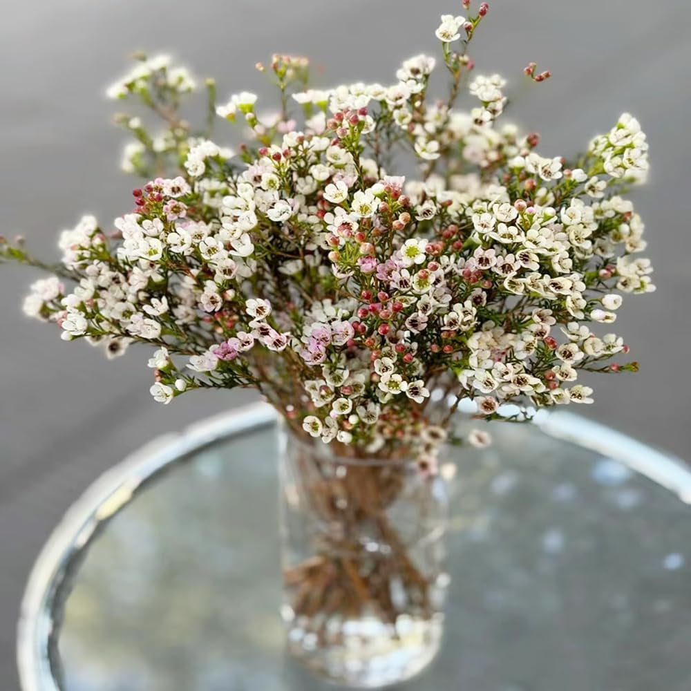 Chamelaucium Uncinatum Balkonpflanzen Frühlingsblumen Zimmerpflanze Immergrüne Blumensamen Gastgeschenk Schnell Wachsende Sträucher Schattenpflanzen Zimmer Zimmerbonsai Schnittblumen 55Samen