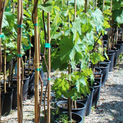 Rebstöcken Pizzutello Schwarz Rebe - Obstpflanze Antik Auf Blumentopf 20 - Baum Max 170 Cm – 2 Jahre Anbau Italien
